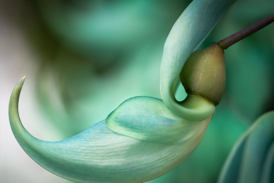 Grön feminim blomma som symbol för klimakteriet